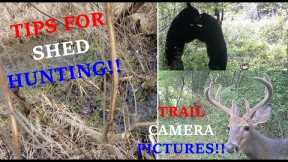 Shed Hunting Tips And Trail Cam Pictures!!!