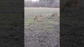 Quite a few deers caught on trail camera! #reels #shorts