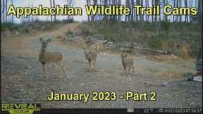 Appalachian Wildlife Trail Cams  - January 2023  - Part 2
