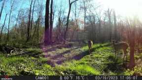 Deer Coyote rabbit captured on Trail Camera