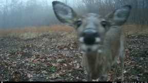 Trail Cam Tuesday - March 21, 2032