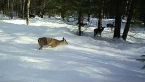 Deer versus Winter Snow Storms in Maine. Deep Snow!