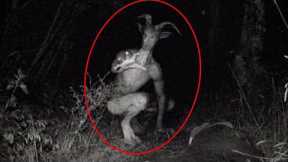Trail Cam Captures What No One Was Supposed To See..
