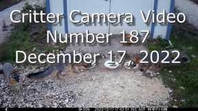 Critter Cam Video 187 December 17, 2022 in 4K #CritterCamera #TrailCamera