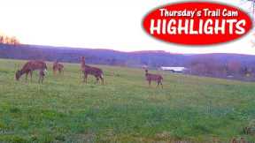 Fox Looks for It, Deer is Scared of It, Possum Ignores It: Thursday's Trail Cam Highlights: 4.13.23