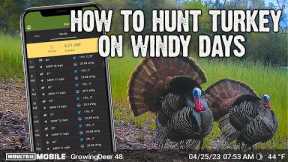 How to hunt turkey on a windy day - Trail Camera Tips