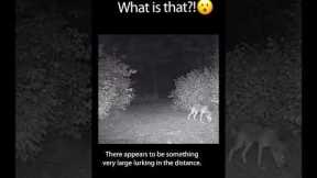 SCARY CREATURE Caught on Trail Cam! Is it Bigfoot? #Shorts