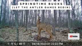 Springtime Whitetail Deer Bucks | Trail Cam Video