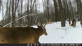 Michigan Trail Cameras: January 29, 2023 - March 16, 2023 (Camera 5)