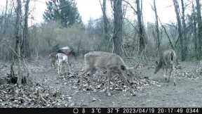 checking the food plot and trail camera's. is that a half albino doe? or something wrong with her?