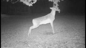 Trail Cam Video from Backyard in March 2023