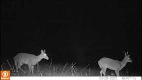 Trail camera video Middle Tennessee.