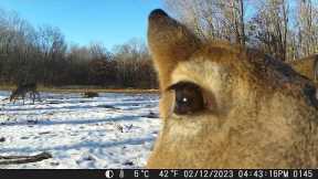 Michigan Trail Cameras: January 21, 2023 - March 17, 2023 (Camera 4)
