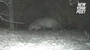 ‘Mystery animal’ caught on camera in Rio Grande Valley leaves park officials stumped | New York Post