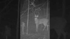 Whitetail deer herd caught in storm on trail camera #deer #trailcam #shorts