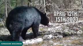 April 12th-15th 2023 Tomahawk Wisconsin Trail Camera Highlights