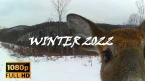 Deer Invasion! Whitetail Paradise! They are everywhere! Trail Camera Animal Compilation #vermont
