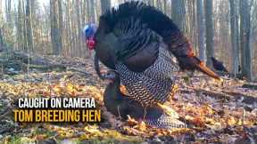 Amazing Trail Camera Video of Tom Breeding Hen | Caught on Camera