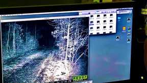 Bigfoot on Trail Camera Throwing a Rock at a Skunk | Full Review and Followup Investigation