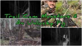 NSW State Forest Hunting || Trail Camera Monsters & An Unlucky Pig { Fallow Deer Rut }