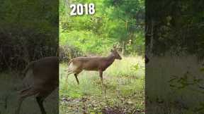 This buck aged right in front of the trail camera! #shorts