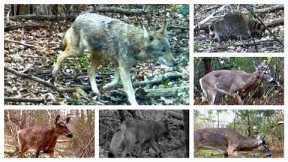 Trail camera series. Taken from 18-24.04.2023 Some eastern coyotes, deer, critters and bird fight