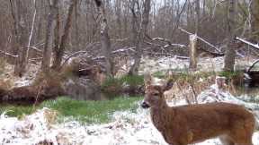 Witness Wisconsin Wildlife in the Wetlands | HD Trail Cam Footage