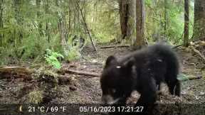 GardePro E5 Trail Camera video footage of Mama Bear & Cub.