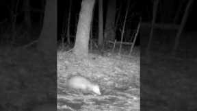 Trail Camera: Opossum Walks By!!