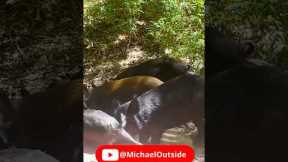 Wild Hog Trail Camera #trailcam #wildboar #animalshorts #wildanimals #wildlifeplanet
