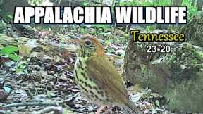 Appalachia Wildlife Video 23-20 from Trail Cameras in the Foothills of the Great Smoky Mountains