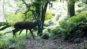 Roar 2023 Glimpses through a trail camera