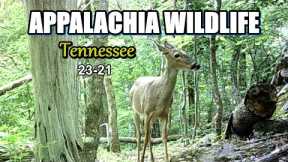 Appalachia Wildlife Video 23-21 from Trail Cameras in the Foothills of the Great Smoky Mountains