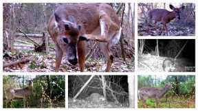 Trail camera series. Taken from 25-30.04.2023  Lots of  deer, critters and blue jay