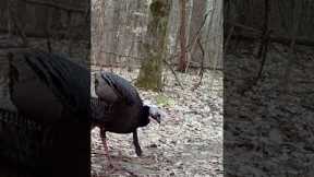 Trail Camera: Turkeys!!!