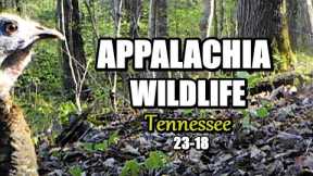 Appalachia Wildlife Video 23-18 from Trail Cameras in the Foothills of the Great Smoky Mountains