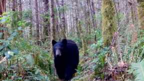 Bushnell Trail Camera video footage of black bear walking trail with  a stick balanced on his back.