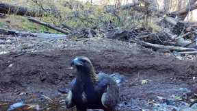 Beautiful Arizona...wildlife on my trail cameras in southern Arizona