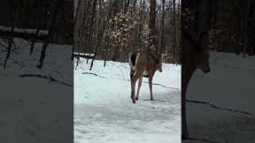 Trail Camera: Deer Walks By!!