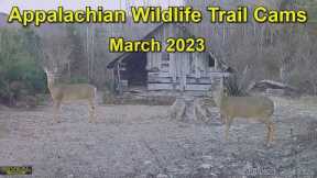 Appalachian Wildlife Trail Cams   March 2023