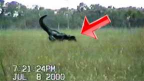 Strange Creatures Caught on Tape that Science Cannot Explain.