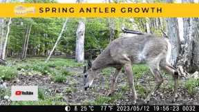 Whitetail Buck Spring Antler Growth | Trail Cam Videos