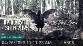 April 15-30 2023 Tomahawk Wisconsin Trail Camera Highlights