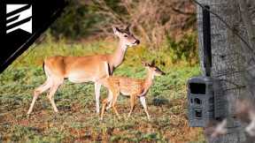 Why You Should Be Running Trail Cameras For Fawns!
