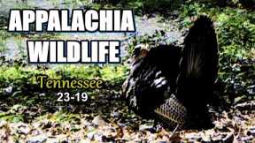 Appalachia Wildlife Video 23-19 from Trail Cameras in the Foothills of the Great Smoky Mountains