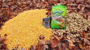 Trail Camera: Pile of Corn vs. Pile of Peanuts in the Woods!
