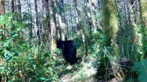 Bushnell Trail Camera video footage of black bear walking pass camera again.