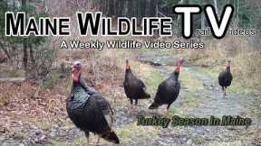 Maine Wildlife Trail Video week ending 4.28.23