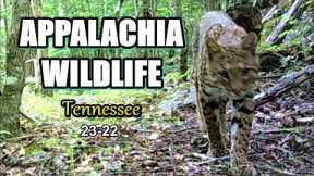 Appalachia Wildlife Video 23-22 from Trail Cameras in the Foothills of the Great Smoky Mountains