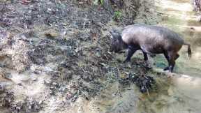 Creek Crossing Trail Camera Videos: Alabama Wildlife
